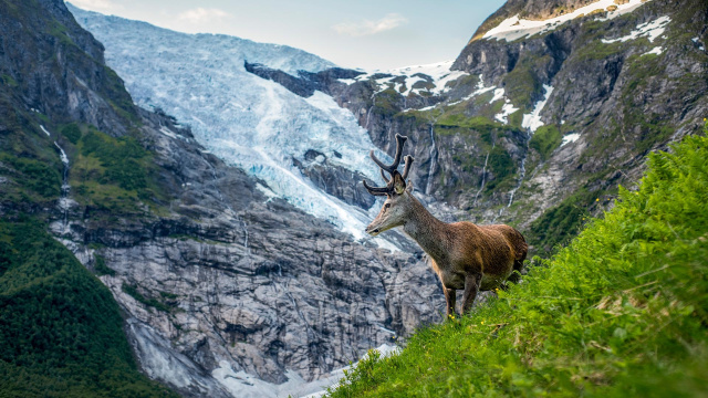 Jostedalsbreen