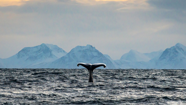 Avistamiento de ballenas en el cañón de Bleik