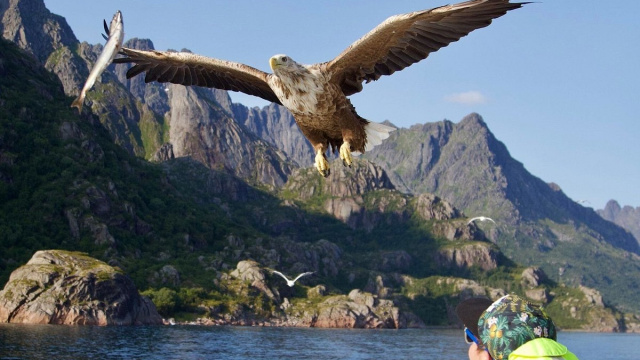 Safari de las águilas pescadoras en Raftsundet