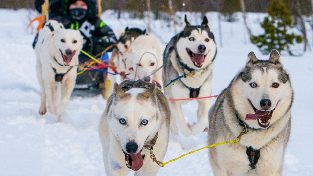 Trineo tirado por huskies en Målselv