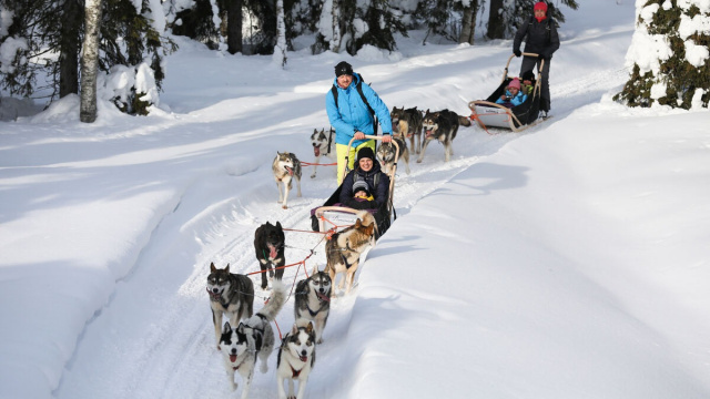Trineo de Huskies en Saariselkä