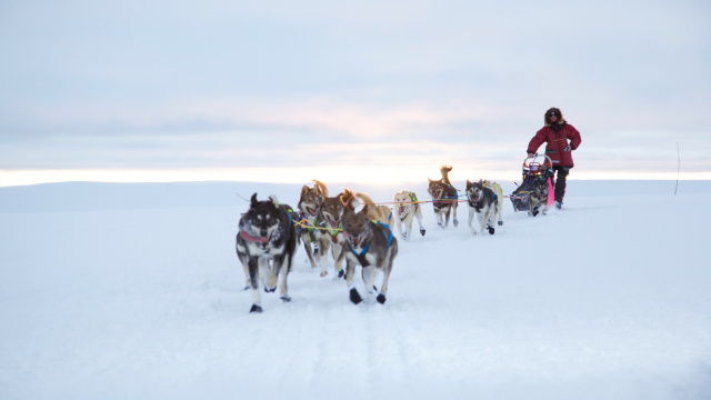 Trineo de Perros Lofoten