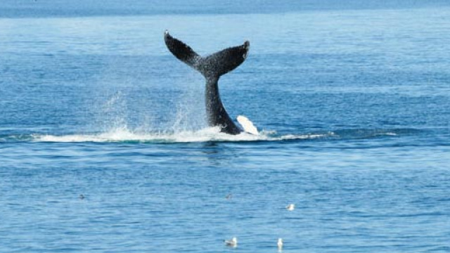 Fiordo Eyjafjörður y Avistamiento de Ballenas