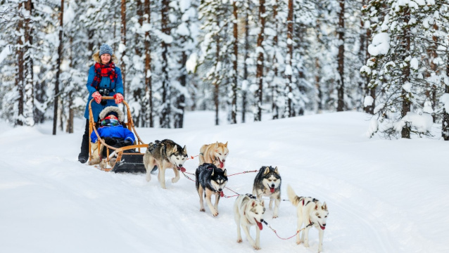 Trineo de Huskies en Ruka-Kuusamo