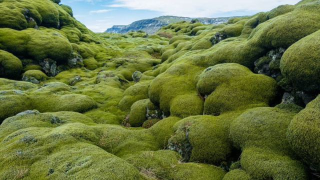 Eldhraun Lava and Moss Fields